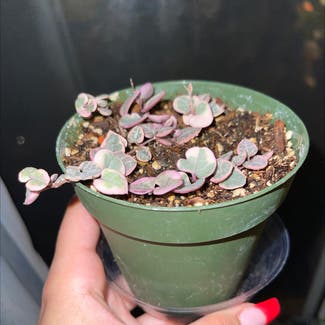 Variegated String of Hearts plant in Brentwood, California