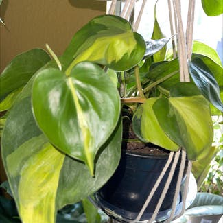 Heartleaf Philodendron plant in Brentwood, California