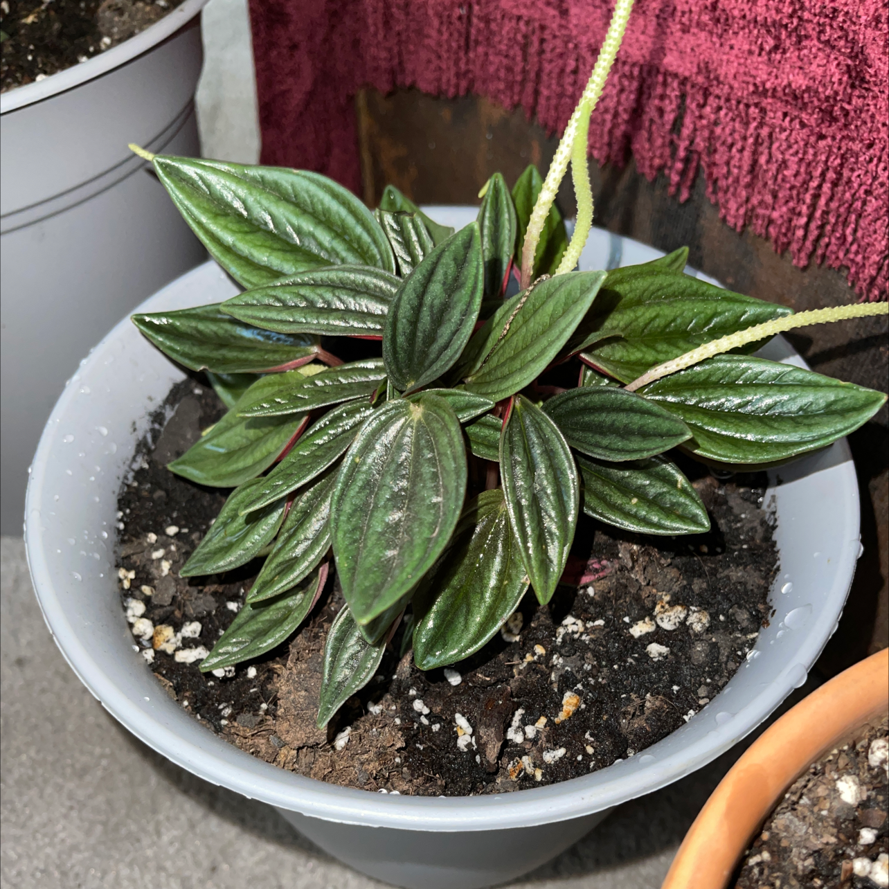 Peperomia 'Rosso' plant photo by @peggyplant named Wadley on Greg, the plant care app.