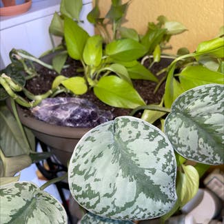 Satin Pothos plant in Brentwood, California