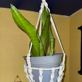 Snake Plant plant in Brentwood, California