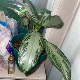 Chinese Evergreen plant in Brentwood, California