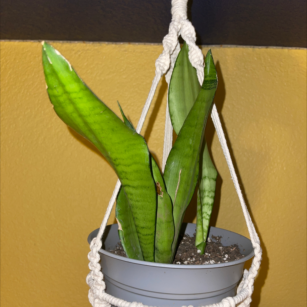 Snake Plant plant photo by @peggyplant named Sandy on Greg, the plant care app.