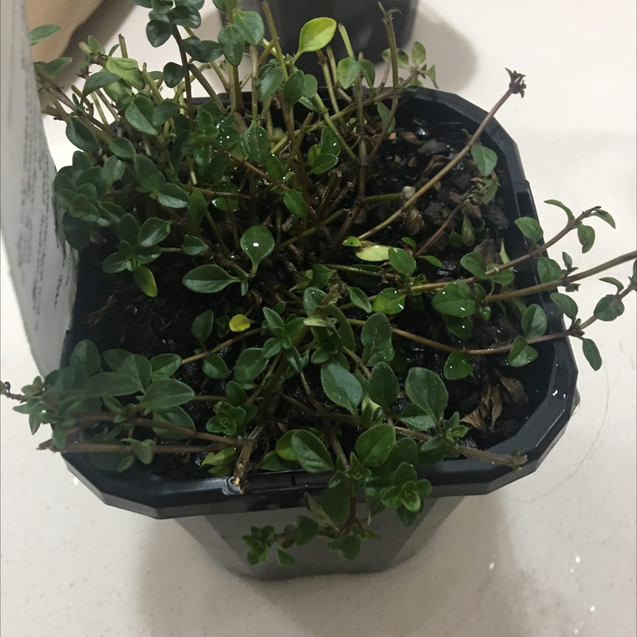 Photo of the plant species Pizza Thyme by Jesse named Tyrone on Greg, the plant care app