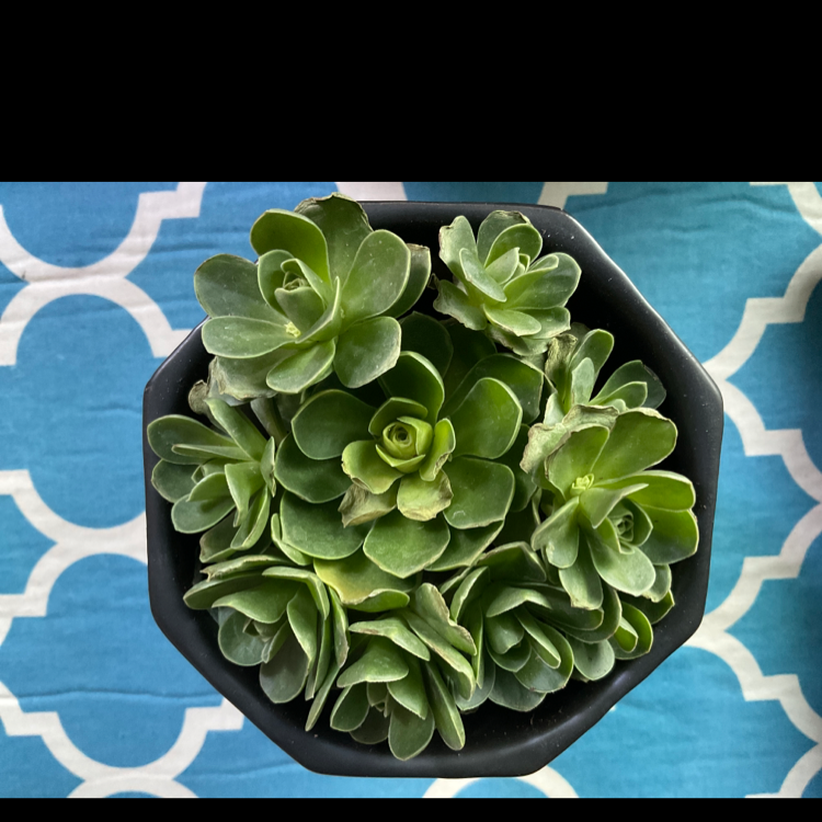 Top view of a healthy Echeveria 'Lola' plant in a black pot on a blue and white patterned surface.