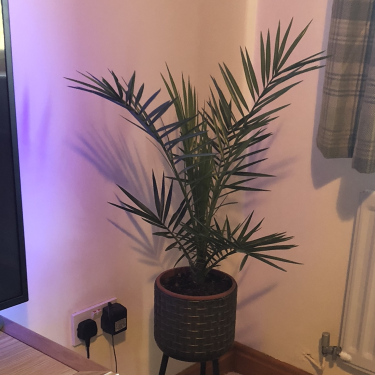 Indoor Canary Island Date Palm in a pot, healthy with no visible soil.