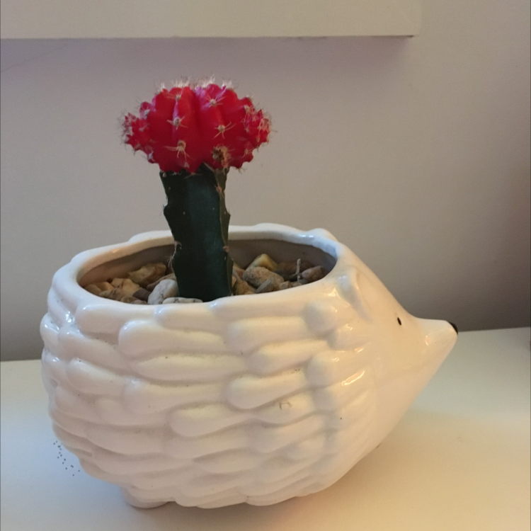 Moon Cactus plant photo by @Tap.235 named Sage on Greg, the plant care app.