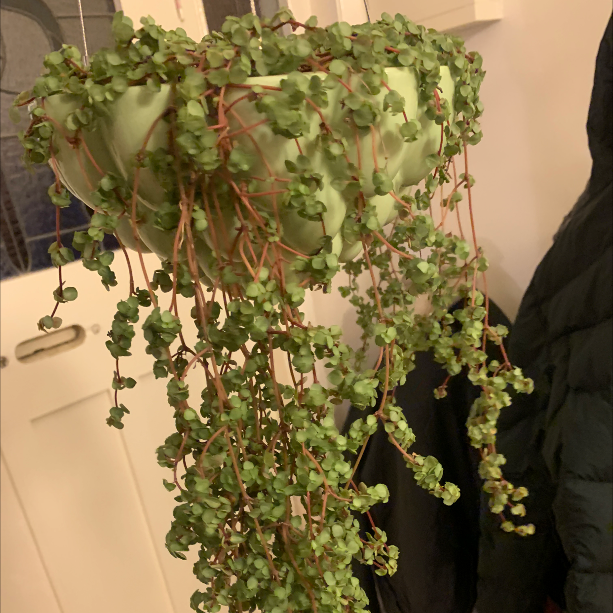 Hanging plant with small green leaves cascading from a pot, identified as Silver Spa.