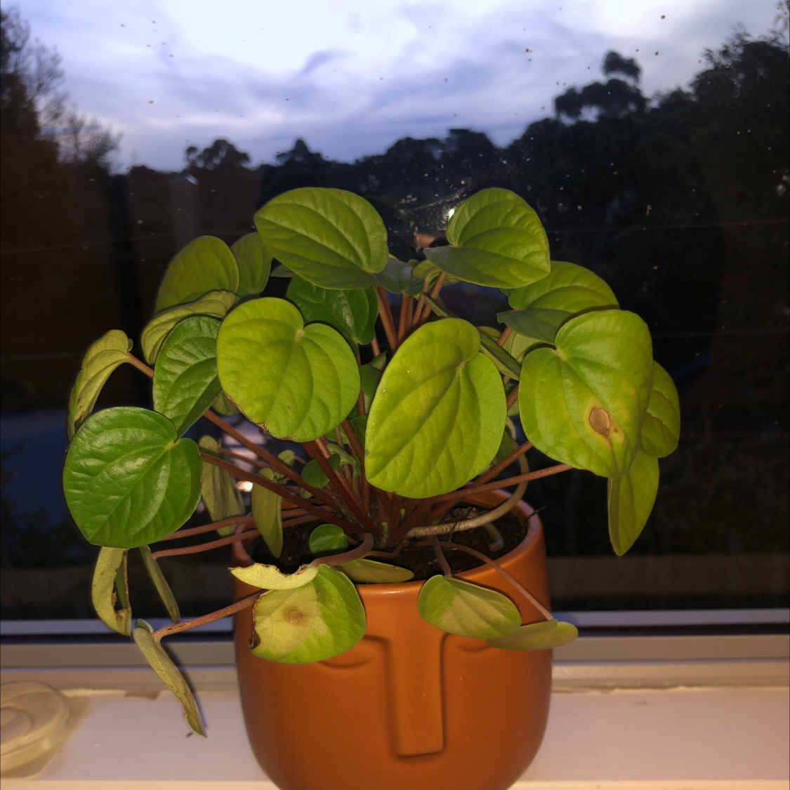 Rana Verde Peperomia plant with green leaves, some yellowing and browning, in a pot on a windowsill.