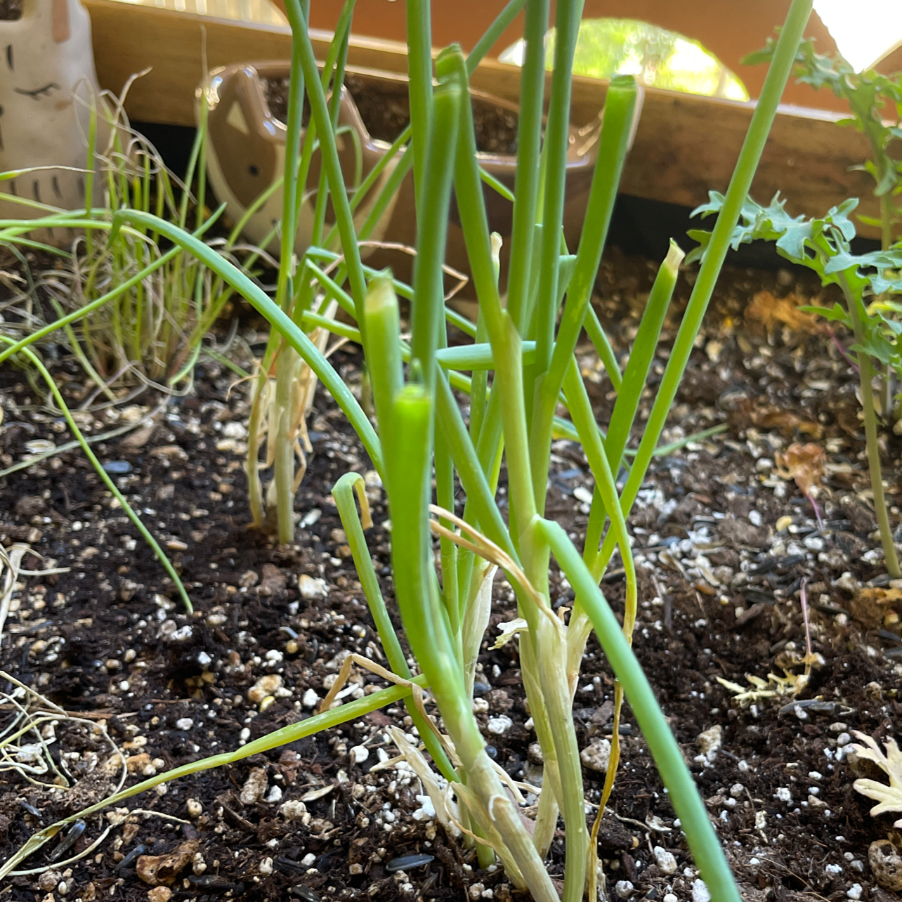 Long Green Onion plant growing in soil with some yellowing and browning leaves.