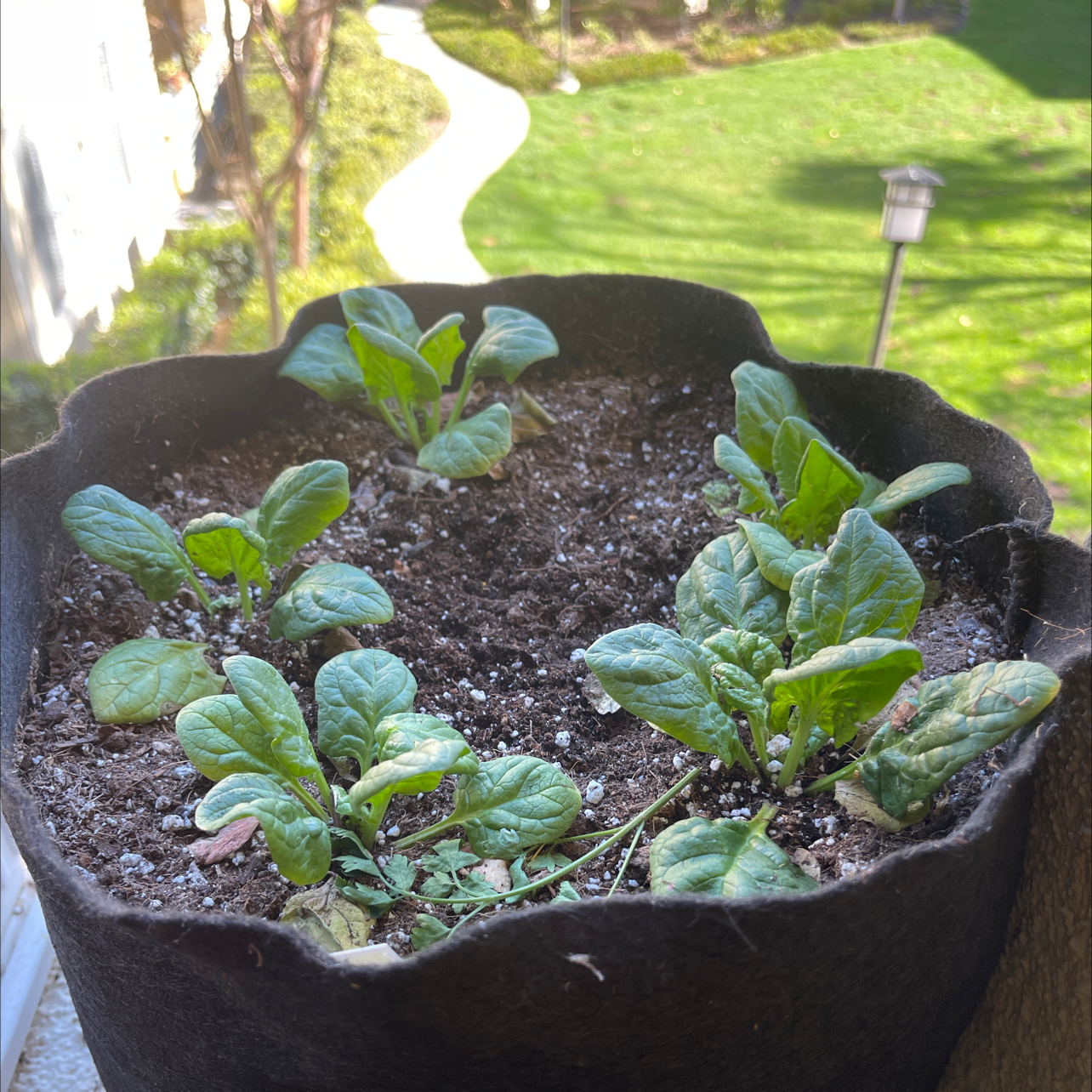 Potted Blue Bugle plant with healthy green leaves and visible soil.