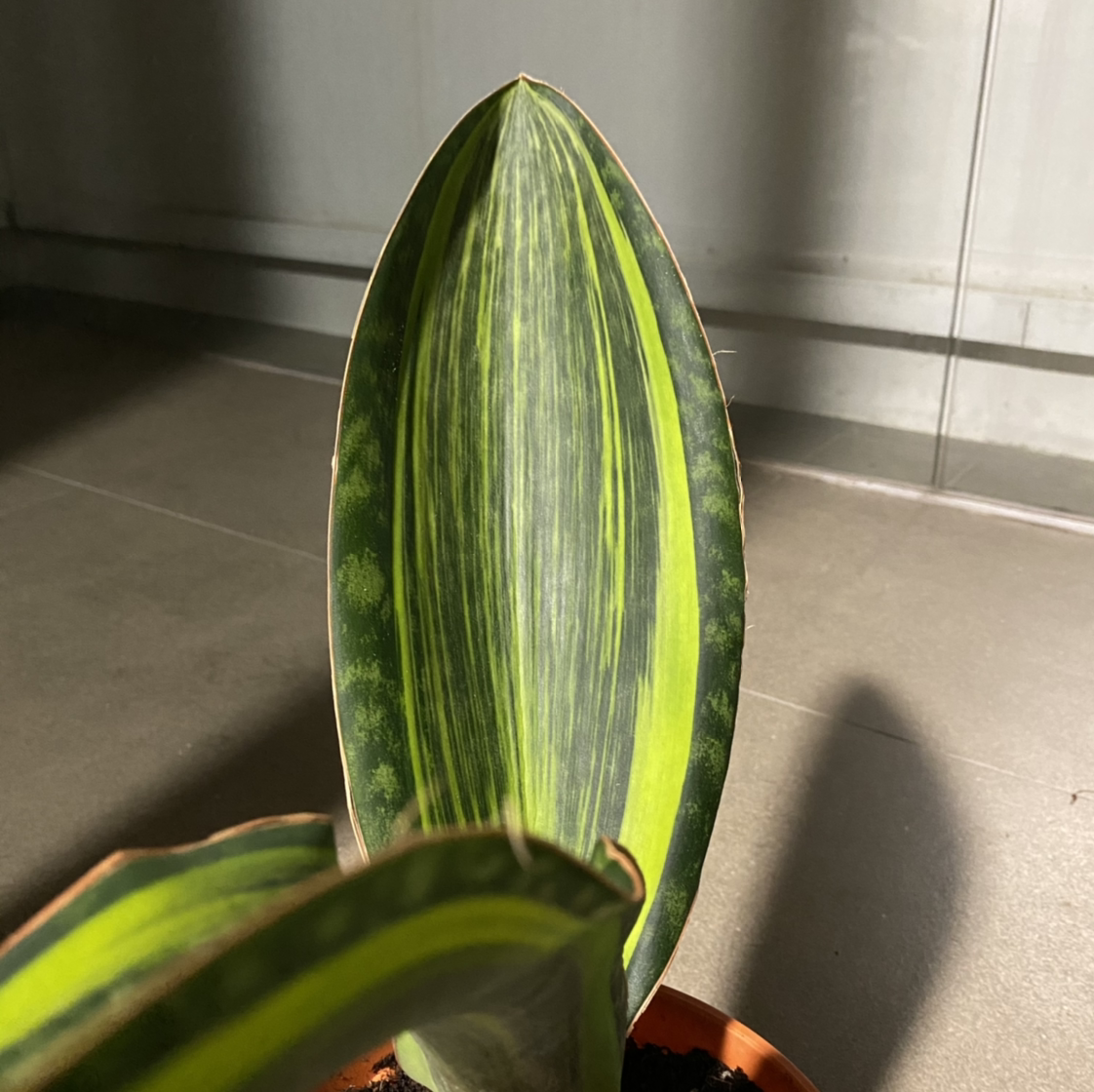 Whale Fin Snake Plant with a single prominent leaf, well-lit and healthy.