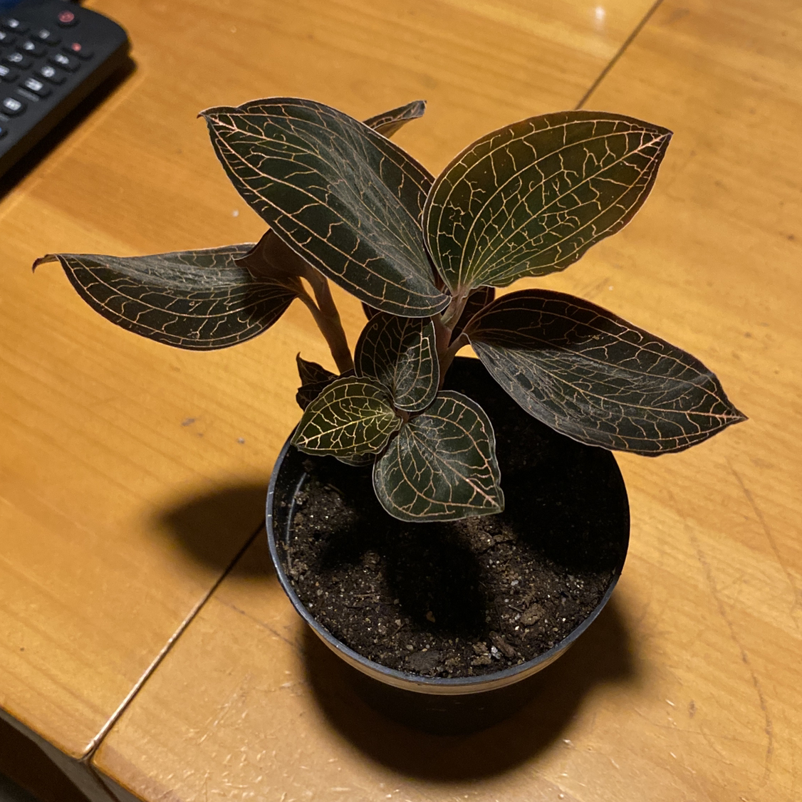 Jewel Orchid in a small pot on a wooden surface, healthy with visible soil.