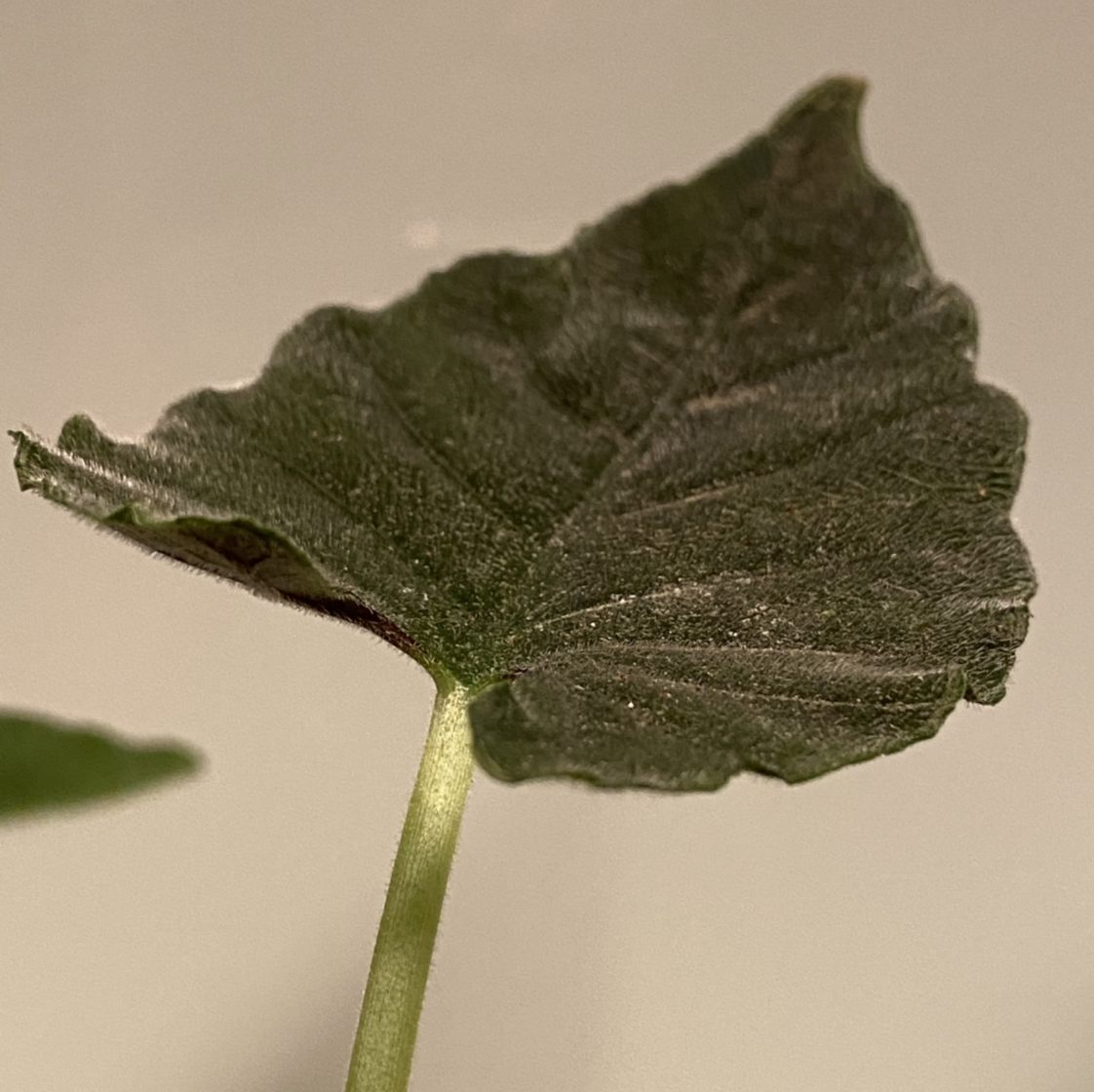 Close-up of a healthy Green Velvet Alocasia leaf with a dark green, velvety texture.
