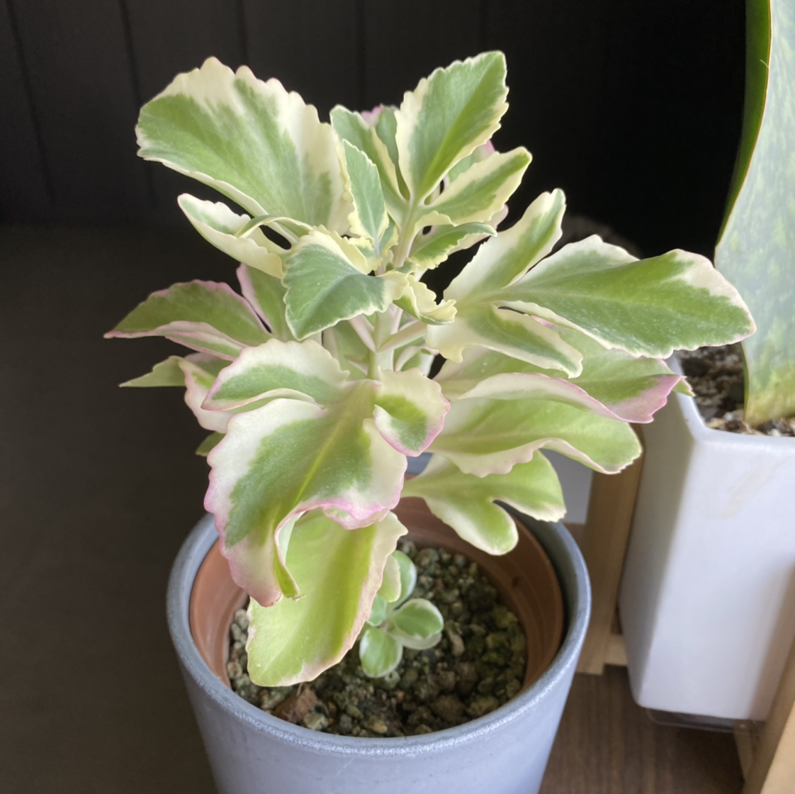 Potted Lavender Scallops plant with variegated green, white, and pink leaves.