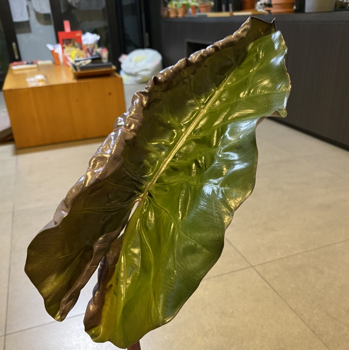 Giant Taro leaf with browning edges, indoors with household items in the background.