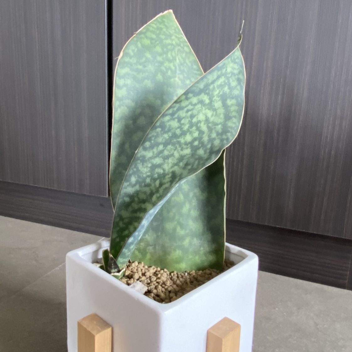 Photo of the plant species Whale Fin Snake Plant by @IdaTan named Sansevieria Masoniana on Greg, the plant care app