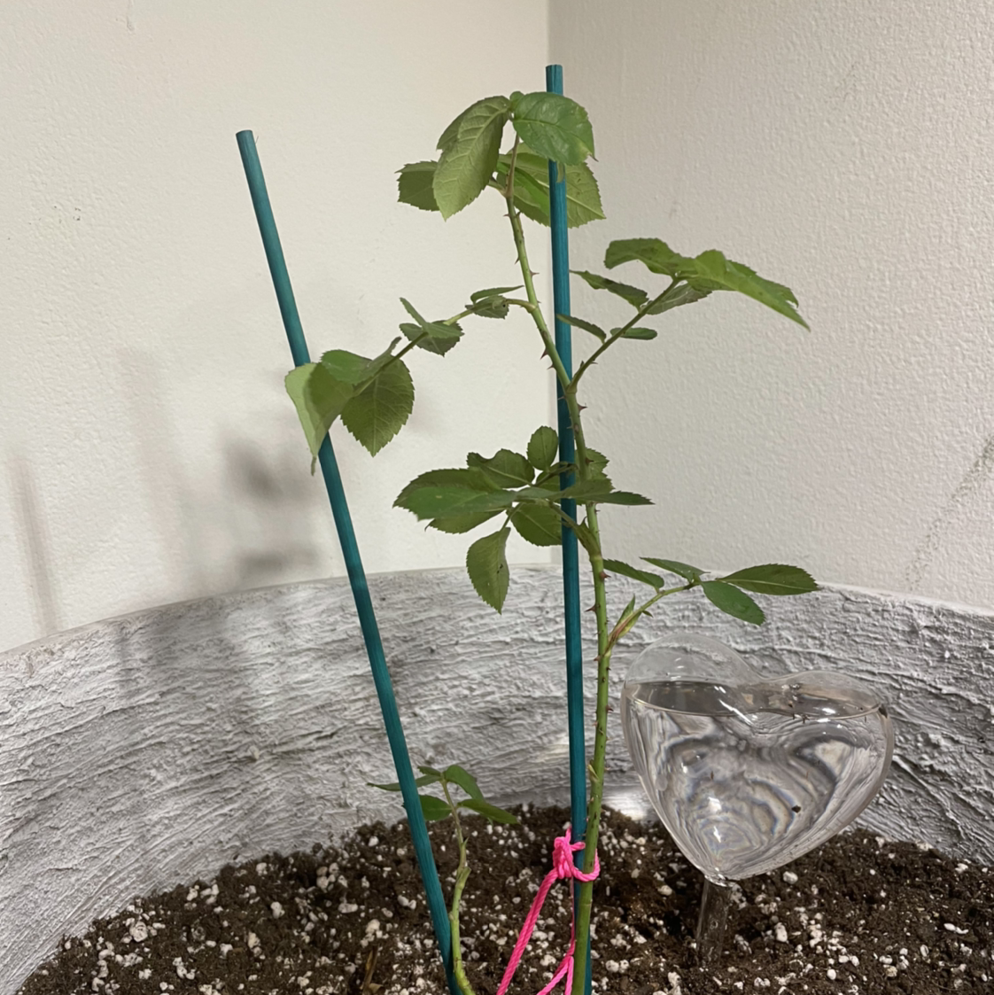 Photo of the plant species Damask Rose by Kelly named Blush Damask on Greg, the plant care app