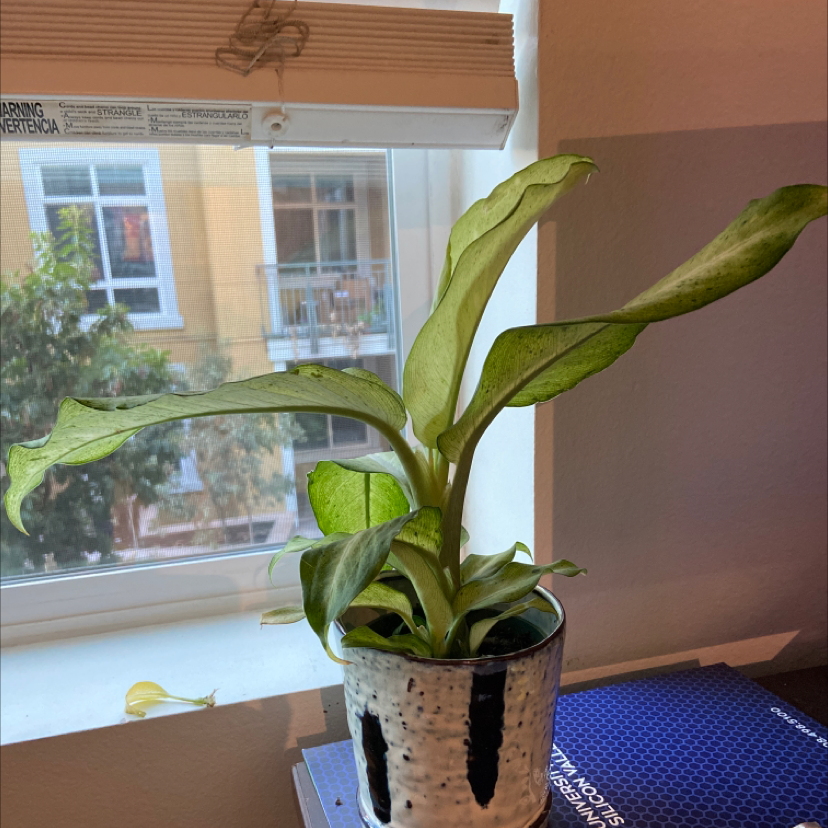Dieffenbachia 'Camouflage' plant on a windowsill with some yellowing and browning leaves.