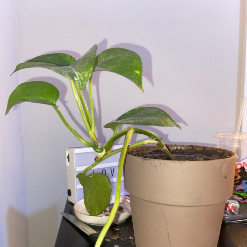 Taro Vine plant photo by @annabelleyerby named Mando on Greg, the plant care app.