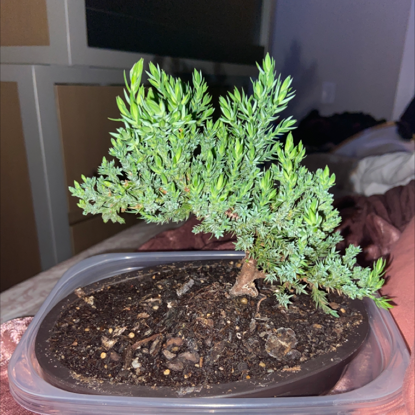Creeping Juniper plant photo by @annabelleyerby named Evie on Greg, the plant care app.