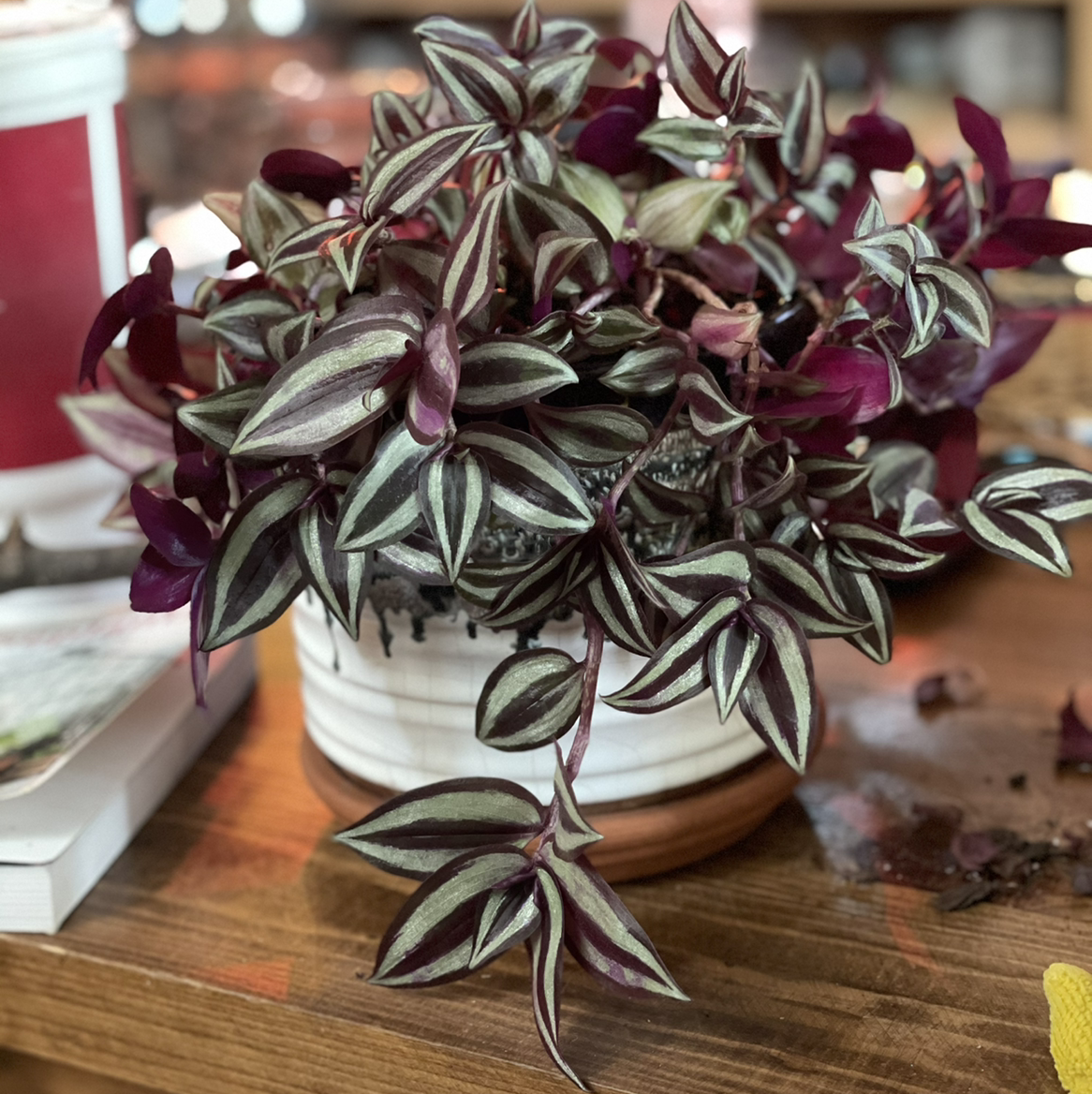 Photo of the plant species Tradescantia Zebrina by @Lucypoe17 named Marla on Greg, the plant care app
