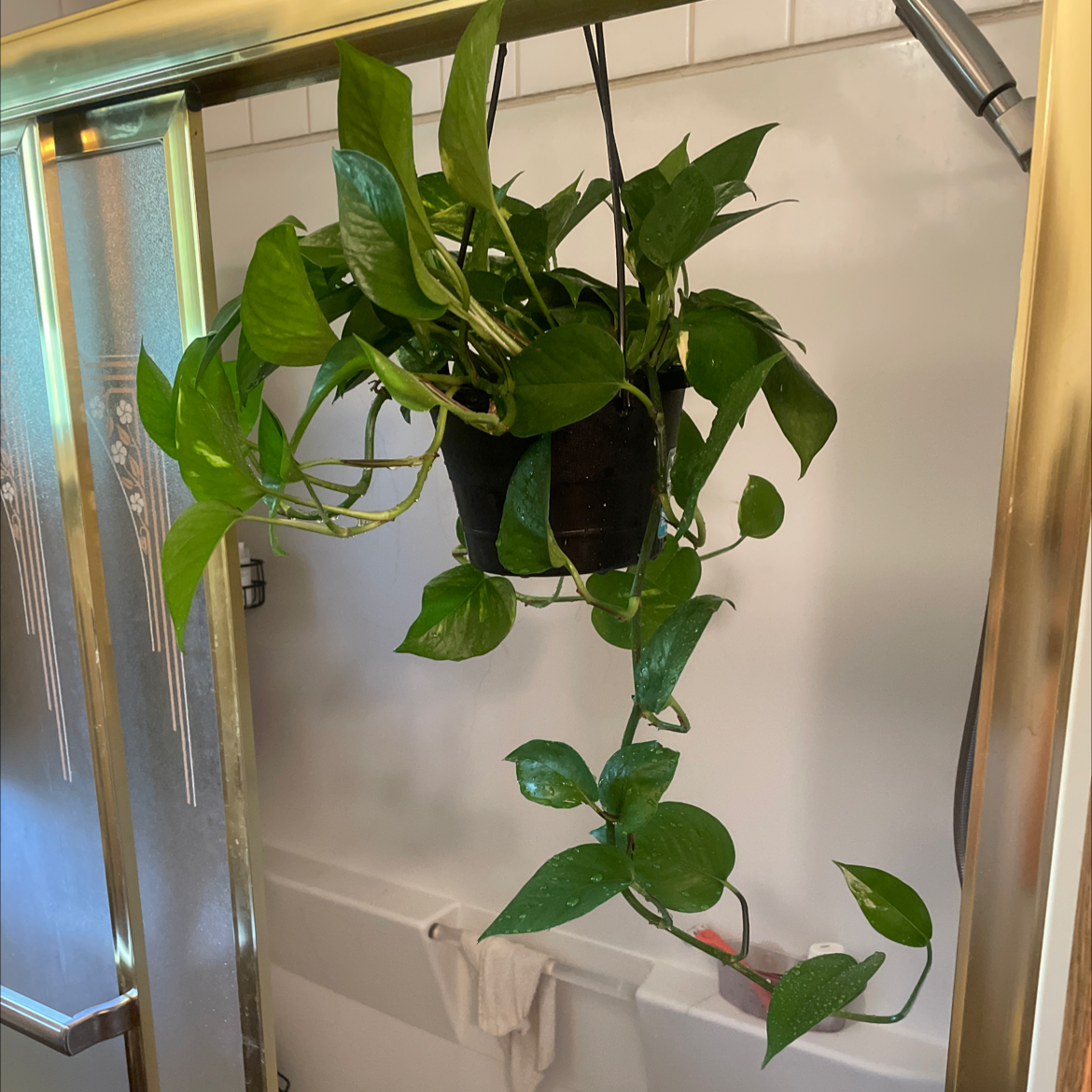 Taro Vine plant photo by @Lucypoe17 named Carly Simon on Greg, the plant care app.