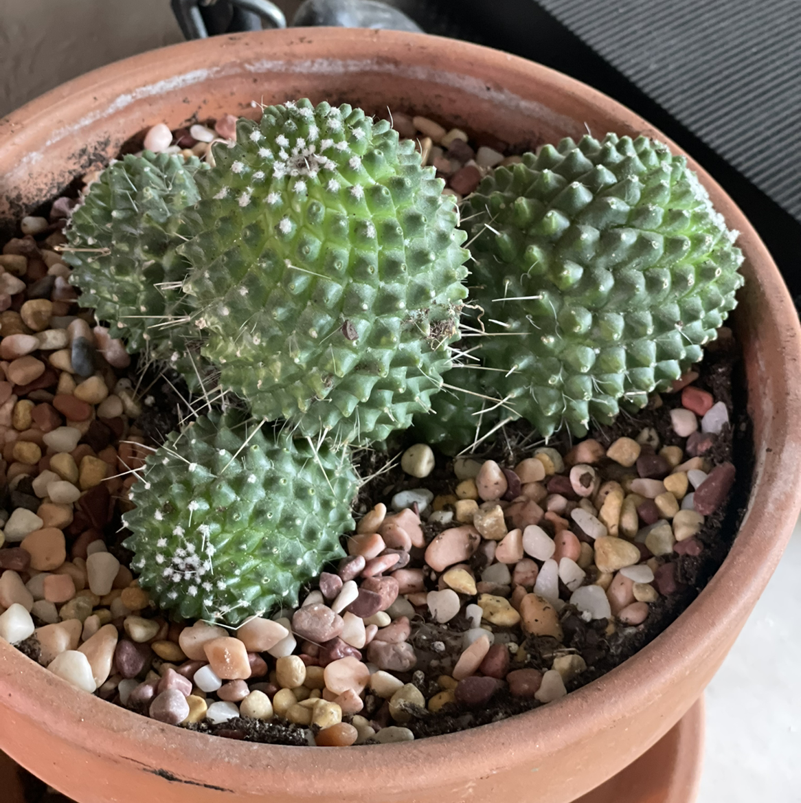 Photo of the plant species Mexican Pincushion by @Lucypoe17 named Cact eye on Greg, the plant care app