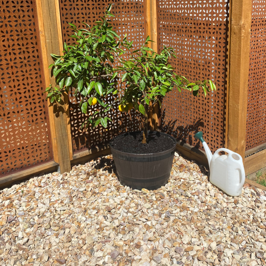 Potted Orange Tree on gravel with a watering can nearby.