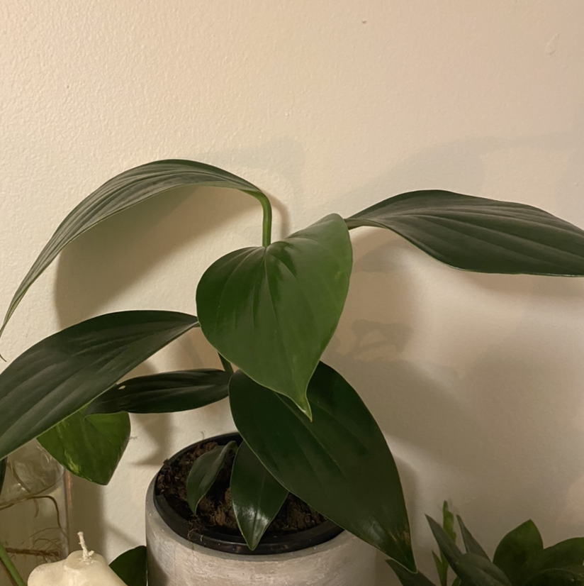 Dragon Tail Plant with broad, glossy green leaves in a pot. Soil is visible.