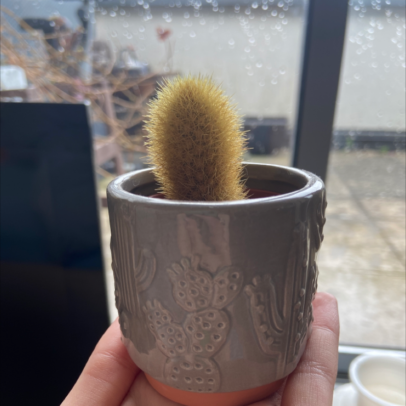 Golden Snakecactus in a decorative pot held by a hand, with a blurred background.