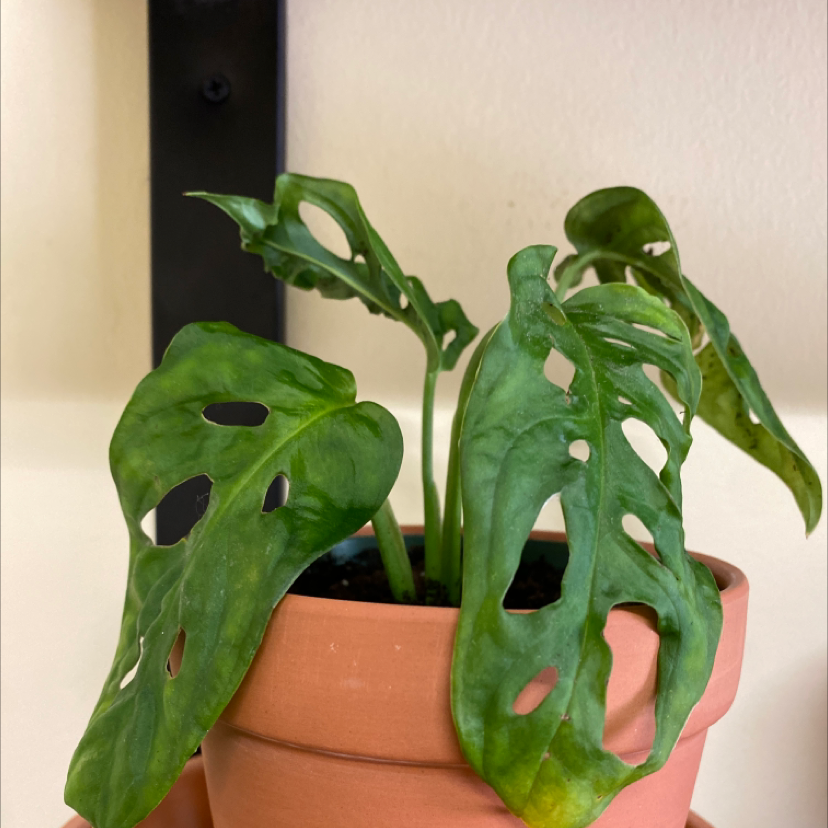 Monstera adansonii 'Laniata' plant in a terracotta pot with fenestrated leaves showing slight yellowing and browning.