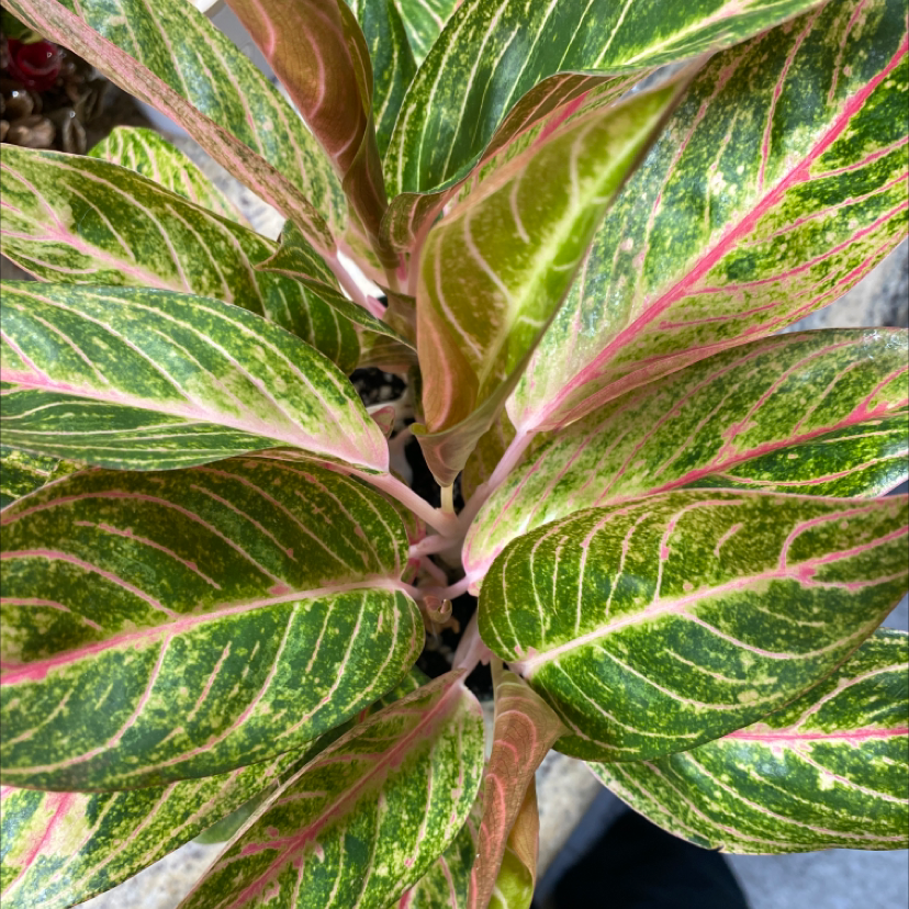 Aglaonema 'Sparkling Sarah' plant with vibrant green leaves and pink veins.