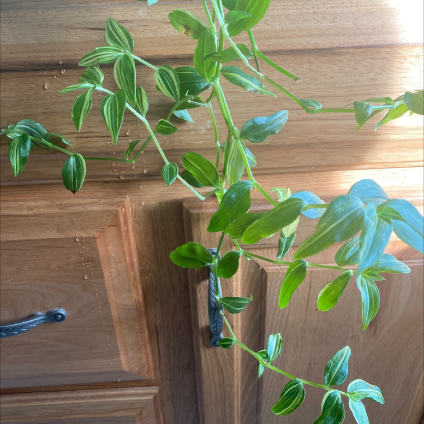 A vibrant and healthy small-leaf spiderwort plant with dense green foliage, potted in a wooden planter box.