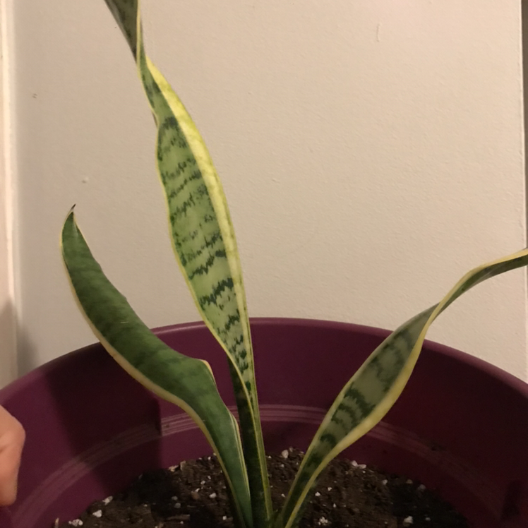 Snake Plant plant photo by Brannigan named Rodney on Greg, the plant care app.