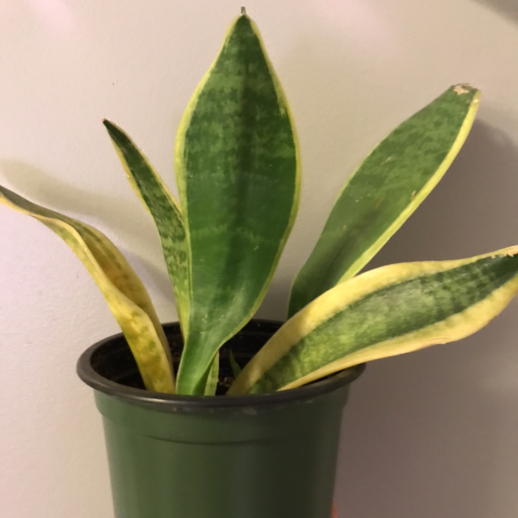 Snake Plant plant photo by Brannigan named Henry on Greg, the plant care app.