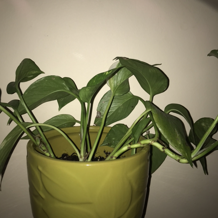Taro Vine plant photo by Brannigan named Phillip on Greg, the plant care app.
