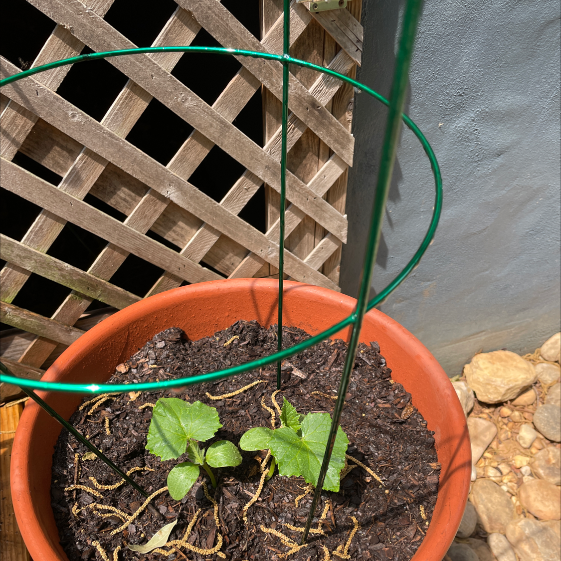 Young cucumber plant in a pot with a trellis, healthy soil visible.
