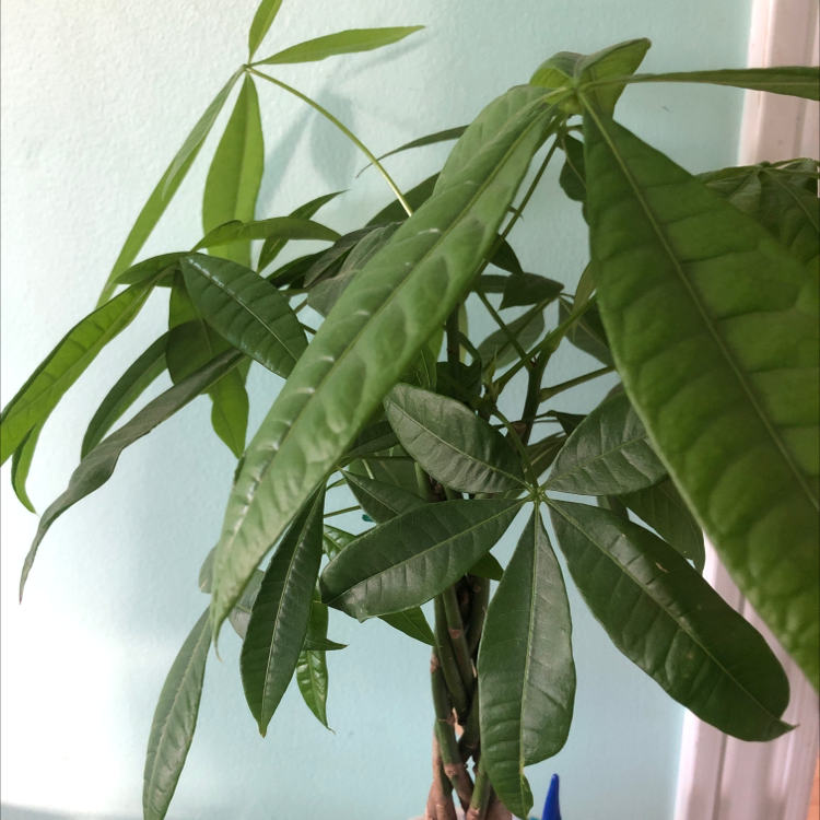 Money Tree plant photo by @Kailyn11 named Cleopatra on Greg, the plant care app.