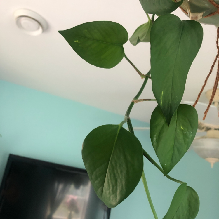 Taro Vine plant photo by @Kailyn11 named Morgan Treeman on Greg, the plant care app.