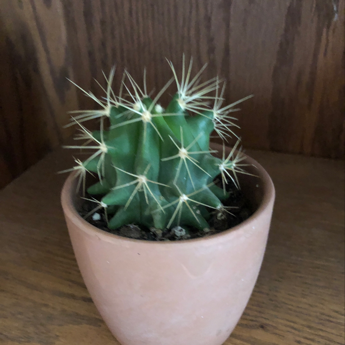Photo of the plant species Blue Barrel Cactus by Anna named Big Spike on Greg, the plant care app
