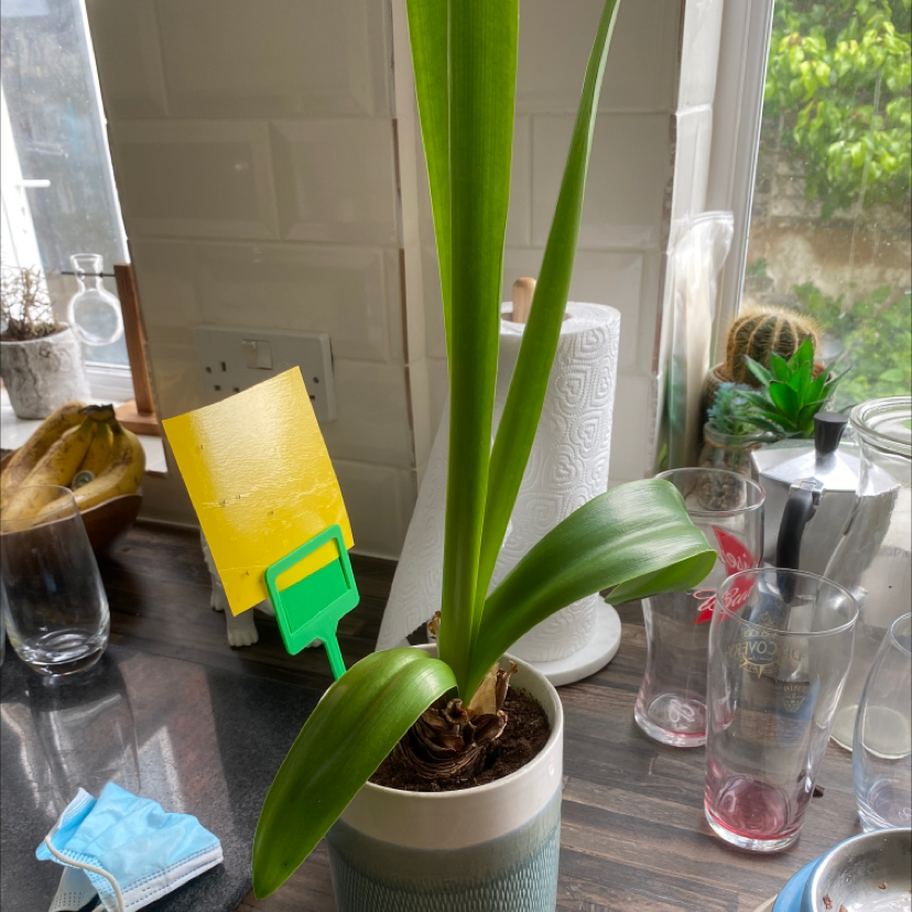 Barbosa Lily plant photo by @Orangerchloe named Lola on Greg, the plant care app.