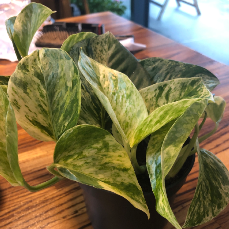 Marble Queen Pothos plant photo by @charza named marble on Greg, the plant care app.
