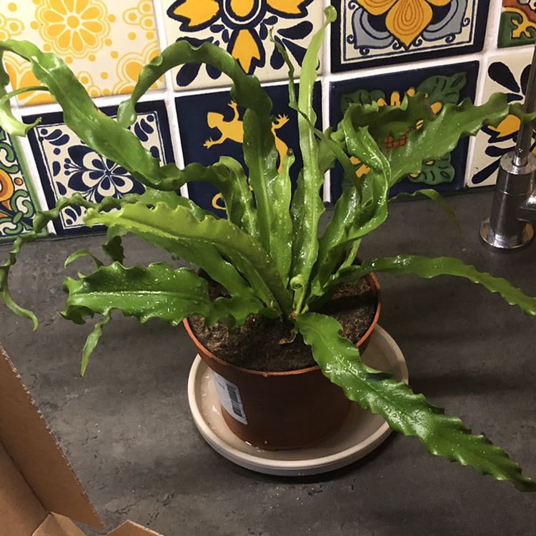 Bird's Nest Fern plant photo by @charza named crinkle on Greg, the plant care app.