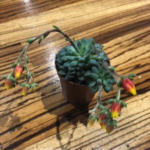 Mexican Firecracker plant photo by @charza named tentacles on Greg, the plant care app.