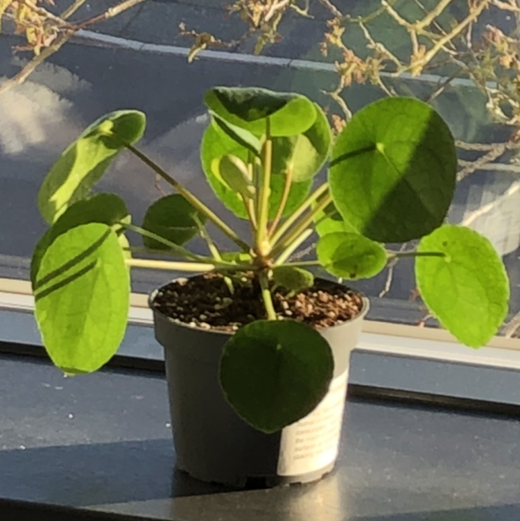 Chinese Money Plant plant photo by @charza named money on Greg, the plant care app.