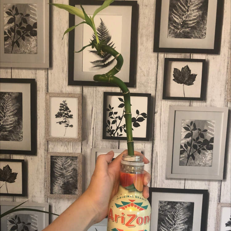 Lucky Bamboo plant photo by @charza named lucky on Greg, the plant care app.