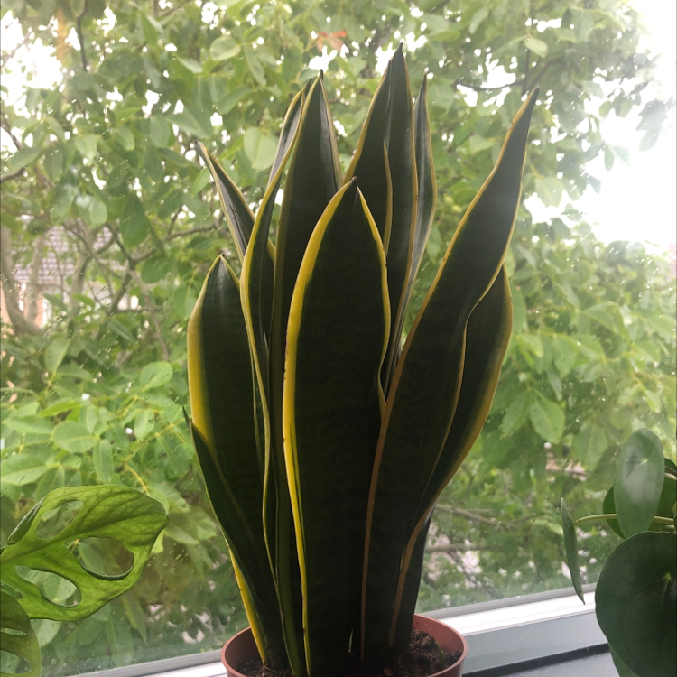 Snake Plant plant photo by @charza named corn on Greg, the plant care app.