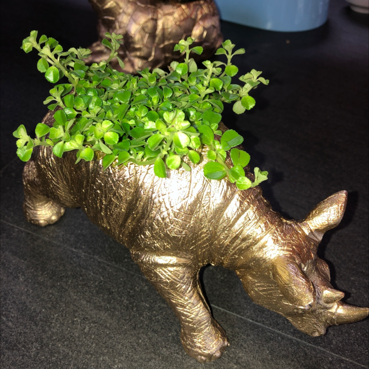Healthy Pilea Baby Tears plant with small green leaves in a pot next to a golden dinosaur figurine on a dark surface.