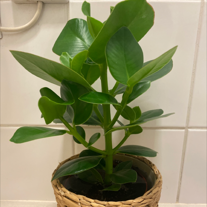 Healthy Autograph Tree in a woven basket against a tiled background.